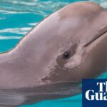 加拿大全国聚焦的Marineland主题公园计划迅速迁移动物