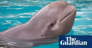 加拿大全国聚焦的Marineland主题公园计划迅速迁移动物